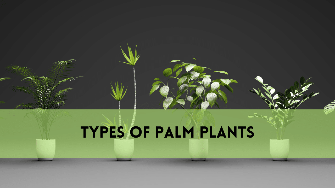 Types of Palm Plants