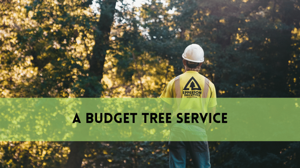 A Budget Tree Service