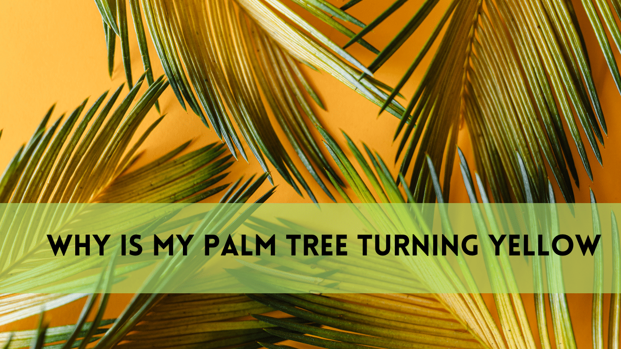 Why is My Palm Tree Turning Yellow