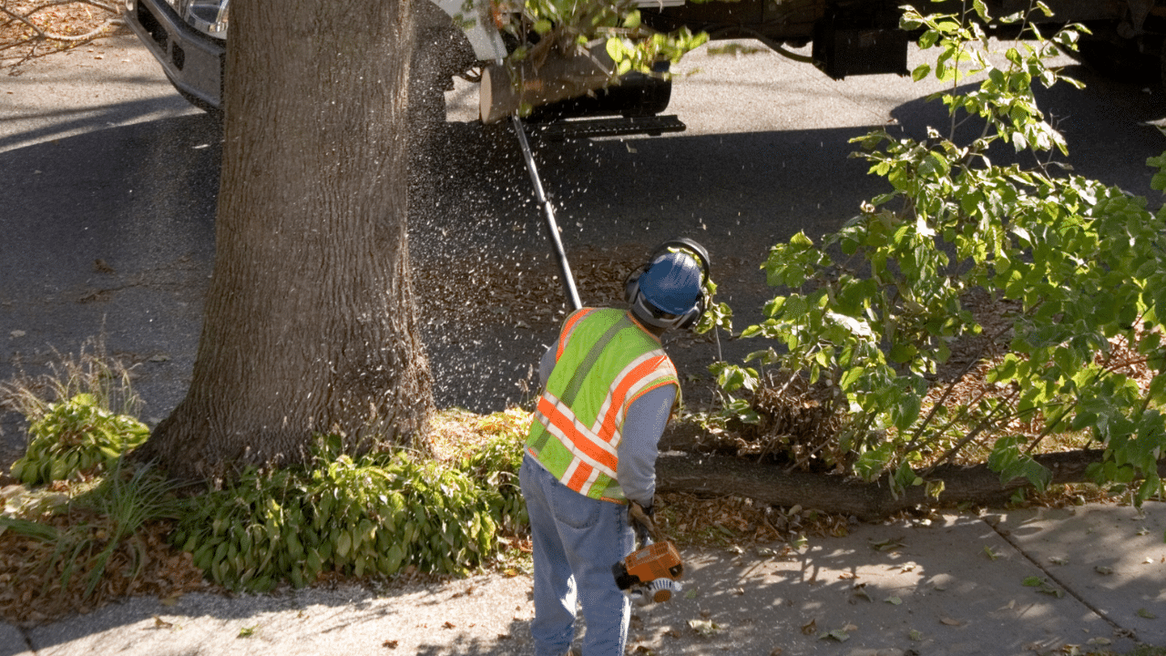 A Budget Tree Service