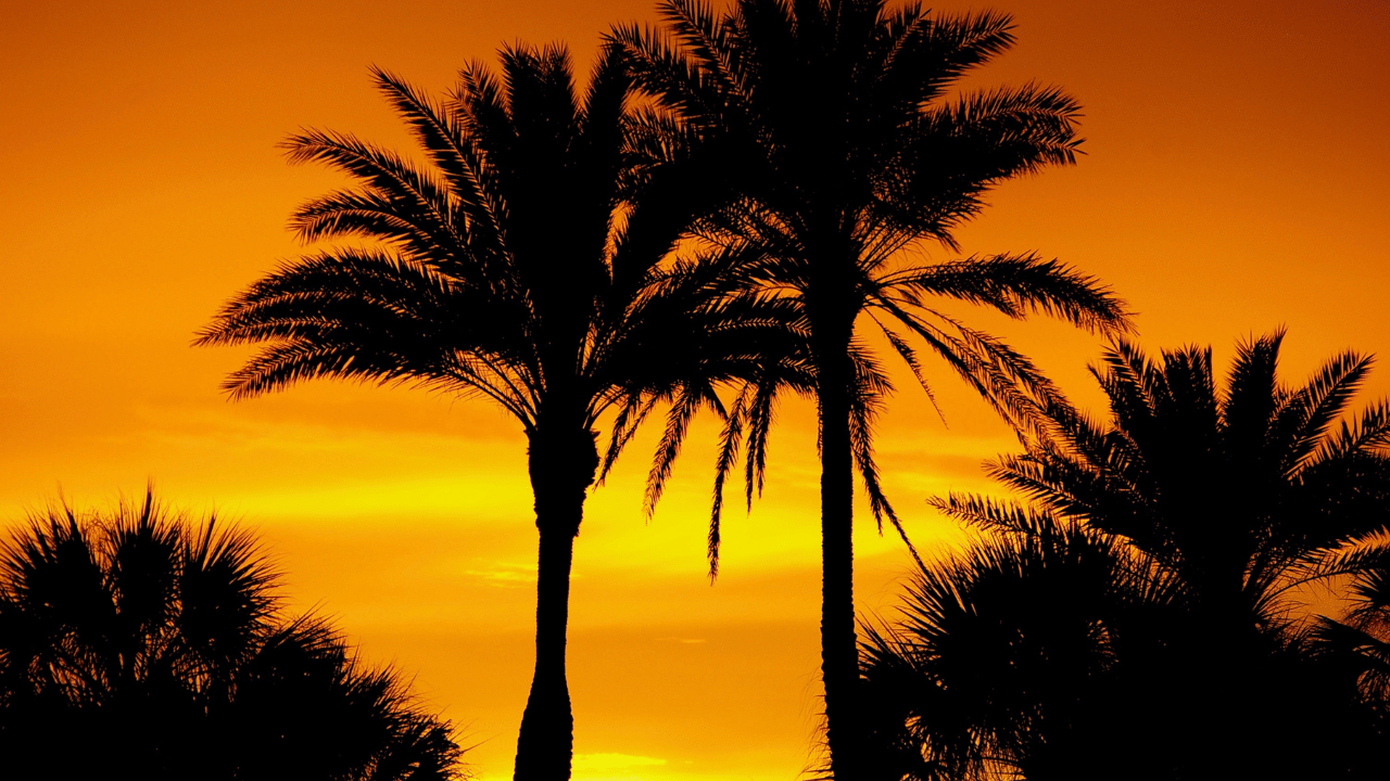 Why is My Palm Tree Turning Yellow