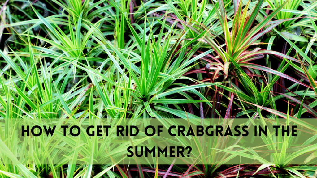 get rid of crabgrass in the summer