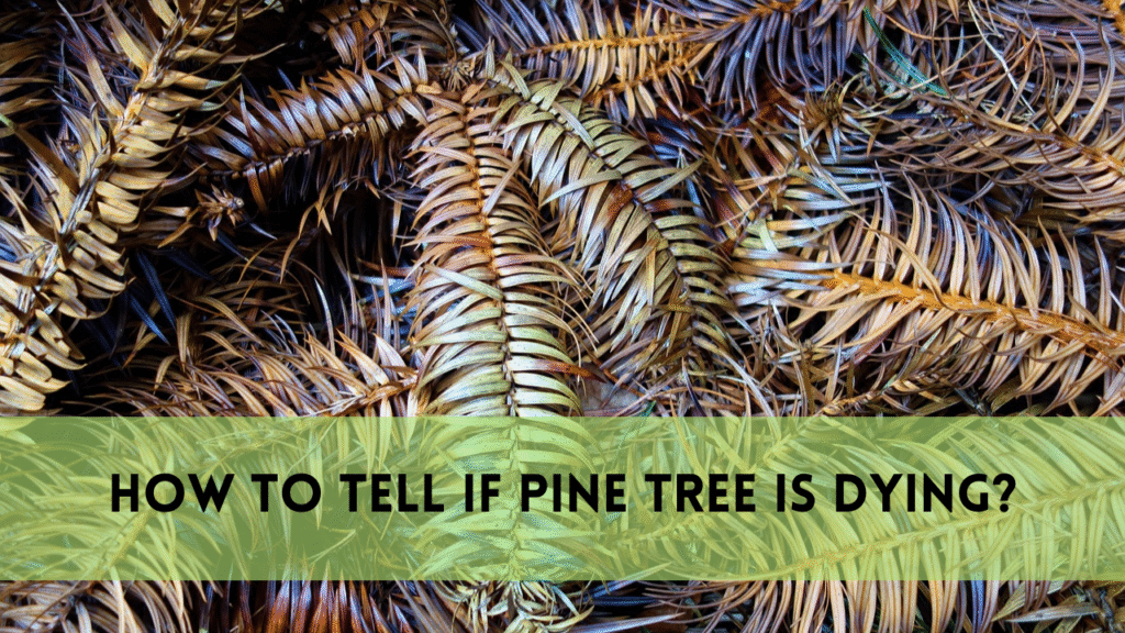 pine tree is dying