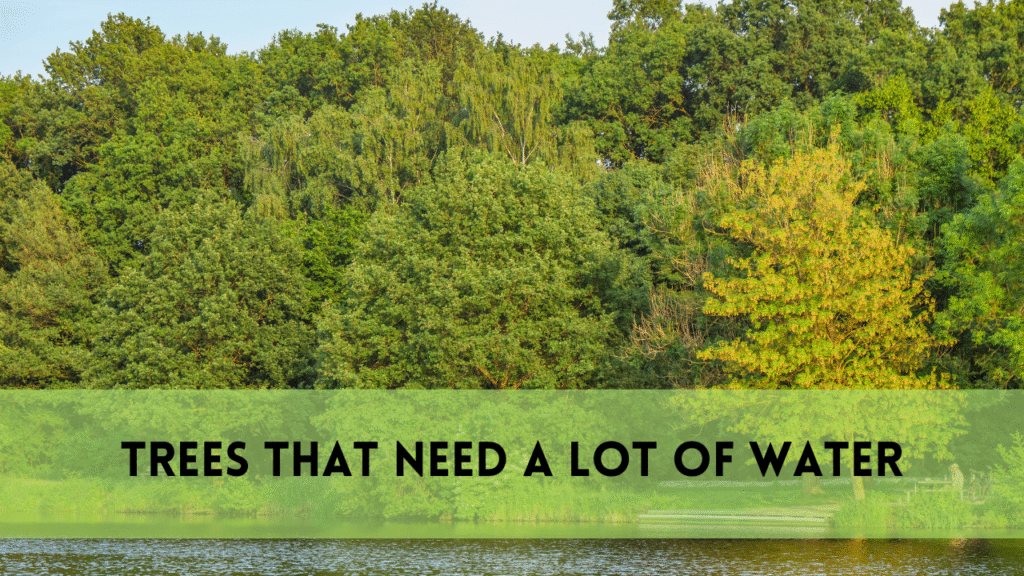 trees that need a lot of water
