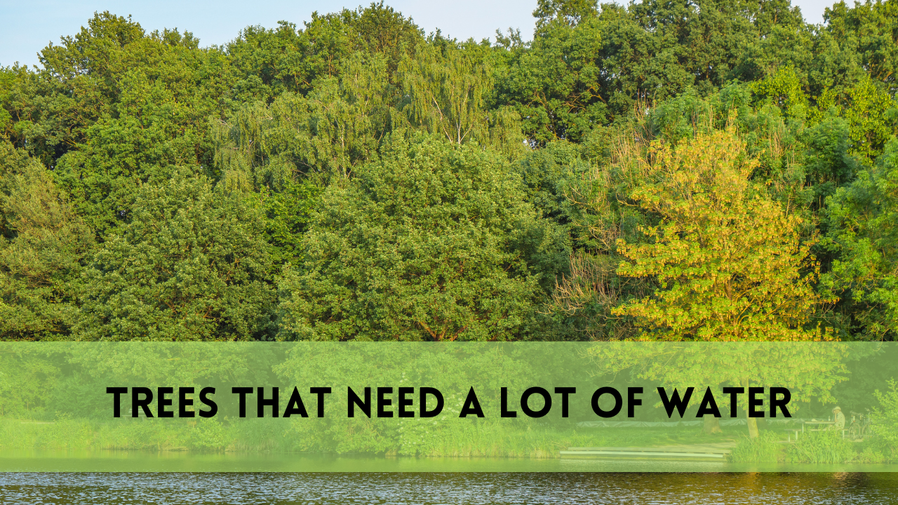 trees that need a lot of water