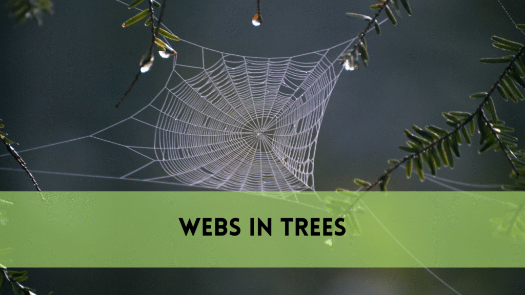webs in trees