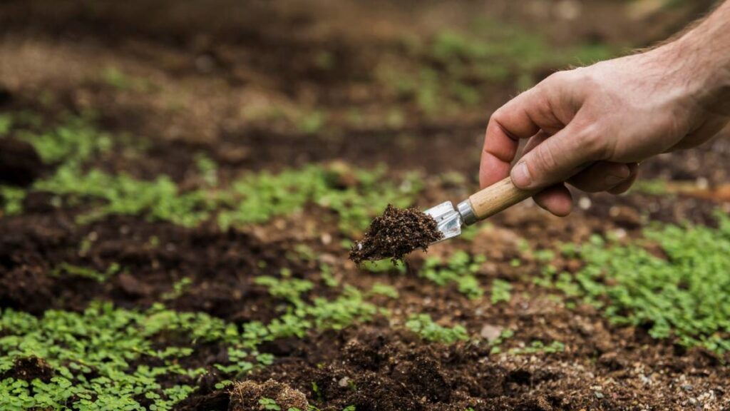 Best Time to Plant Grass Seed in the Midwest