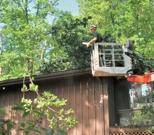 Free Estimate for tree service