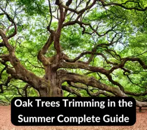 trimming oak trees in the summer