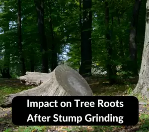 Tree Roots After Stump Grinding