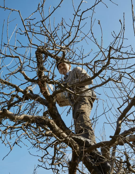 top notch tree services by Aj's Tree Care