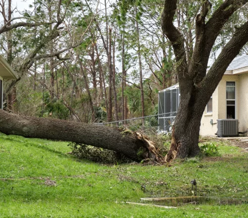 Tree Removal by Aj's Tree Care