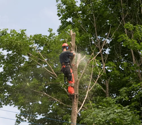 Tree Service For Dickinson TX 2