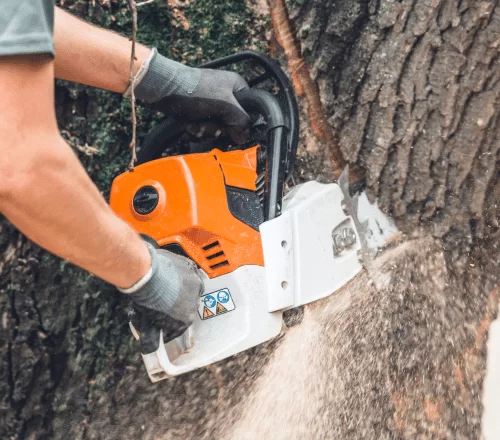 Tree Service For Friendswood TX 2