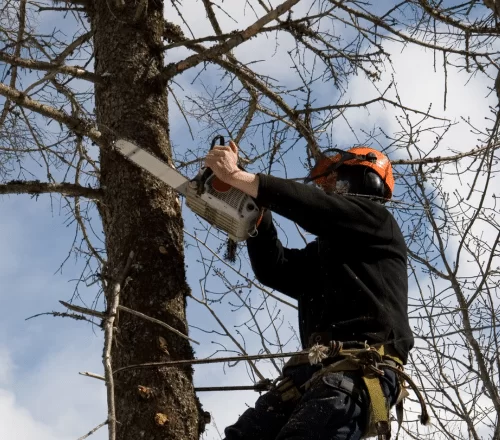 Tree Service For Pearland TX 2