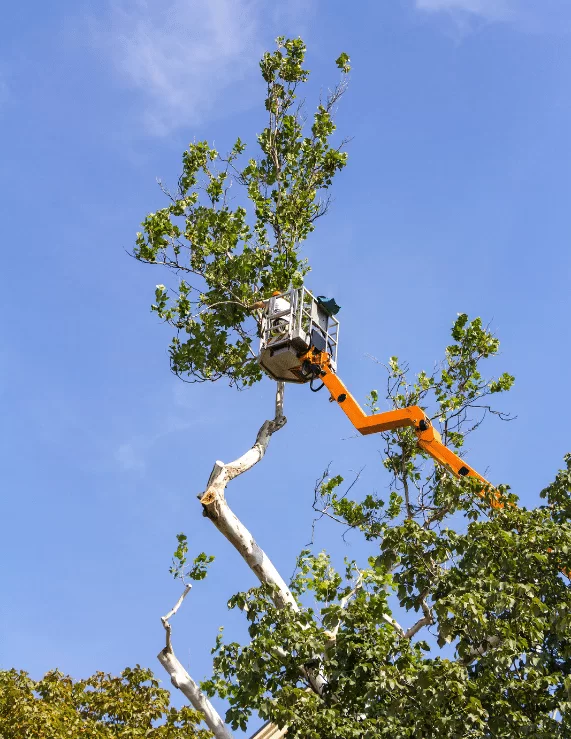 Tree Service For Texas City TX