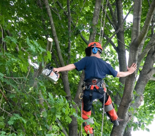 Tree Service For Webster TX