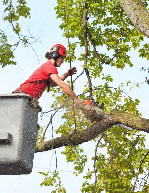 Tree Service Friendswood TX