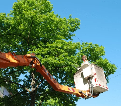 Tree Trimming