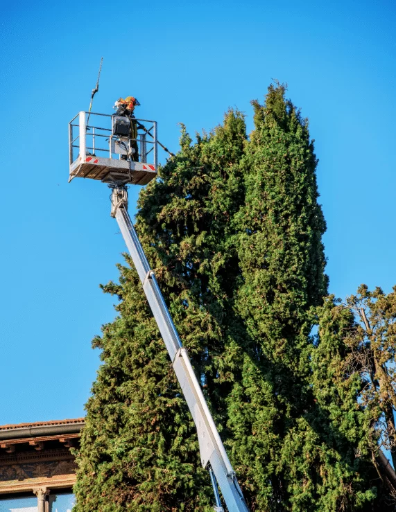 Trimming Service by AJ's Tree Care