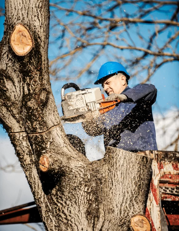 top notch tree service by Ajs Tree Care