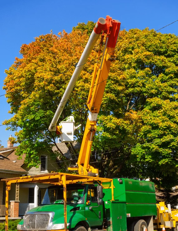 tree care services