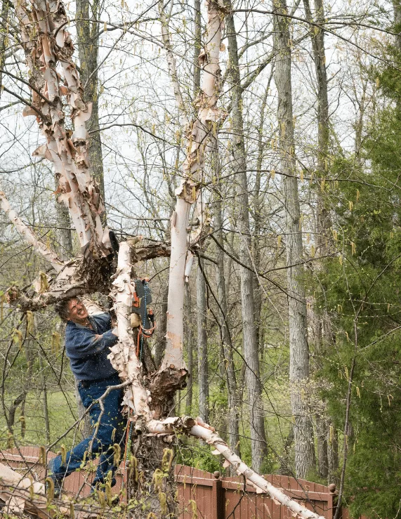 tree service for Pearland TX