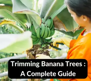 trim a banana tree