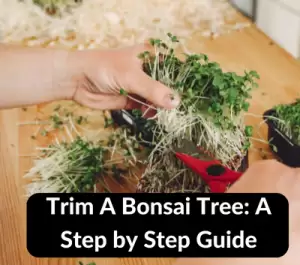 How to Trim A Bonsai Tree