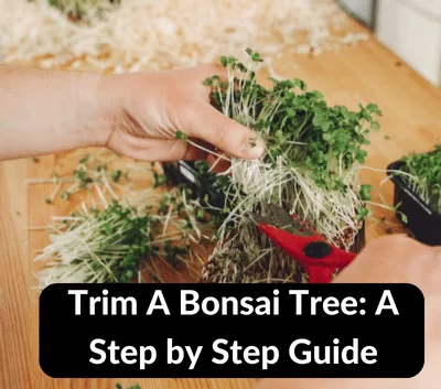 How to Trim A Bonsai Tree: A Step by Step Guide