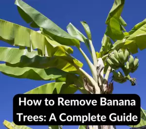 Remove Banana Trees