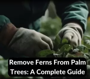 Remove Ferns From Palm Trees
