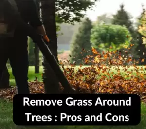 Remove Grass Around Trees