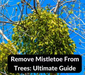Remove Mistletoe From Trees