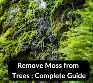 Remove Moss from Trees