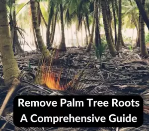 Remove Palm Tree Roots