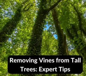 Remove Vines From Tall Trees