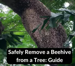 Remove a Beehive from a Tree