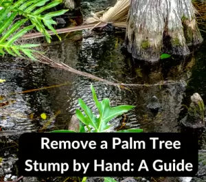 Remove a Palm Tree Stump by Hand