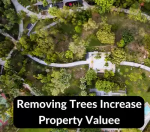 Removing Trees Increase Property Value