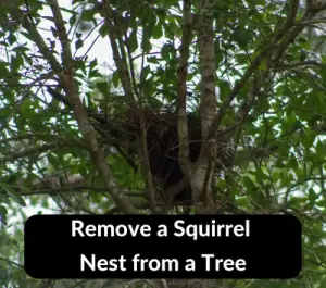 Remove a Squirrel Nest from a Tree?