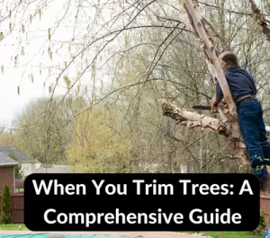 Should You Trim Trees