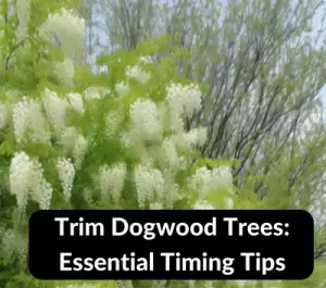 Trim Dogwood Trees