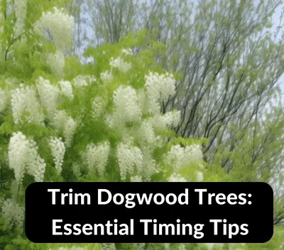 When to Trim Dogwood Trees: Essential Timing Tips