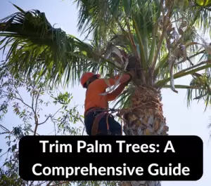 Trim Palm Trees