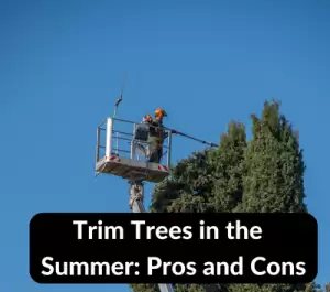 Trim Trees in the Summer