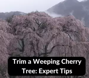 Trim a Weeping Cherry Tree