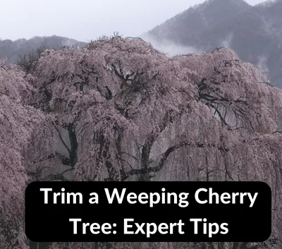 How to Trim a Weeping Cherry Tree: Expert Tips for Pruning