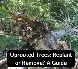 What To Do With Uprooted Trees Replant or Remove