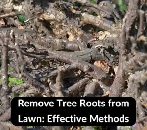 how to remove tree roots from lawn